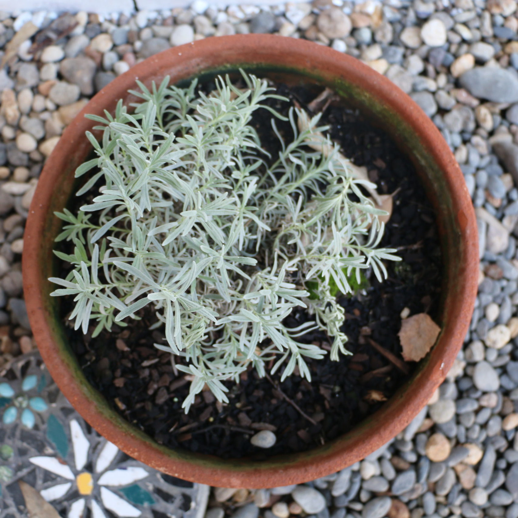 Rosemary herbs pot plant