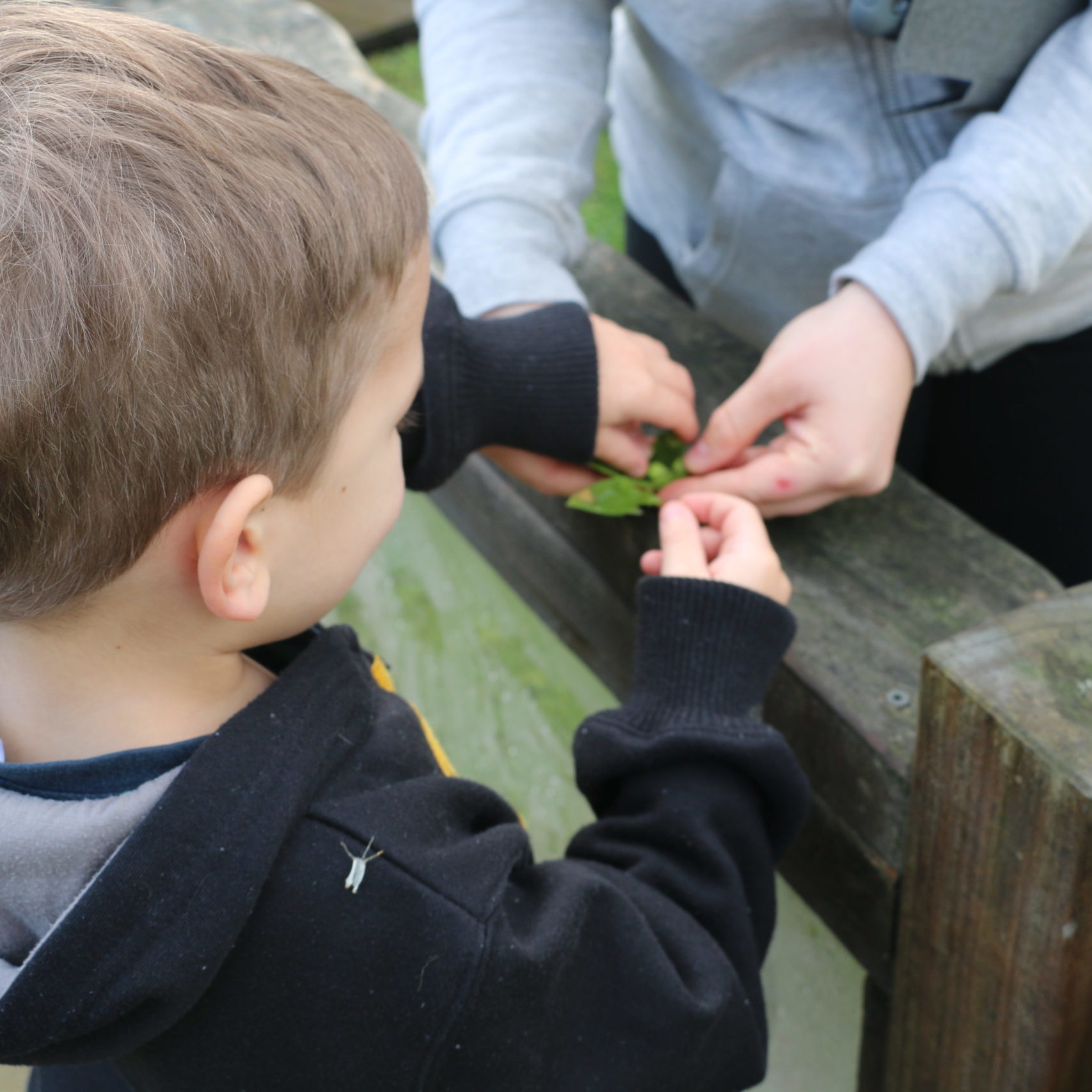 Child and teacher opening up a snow pea pod